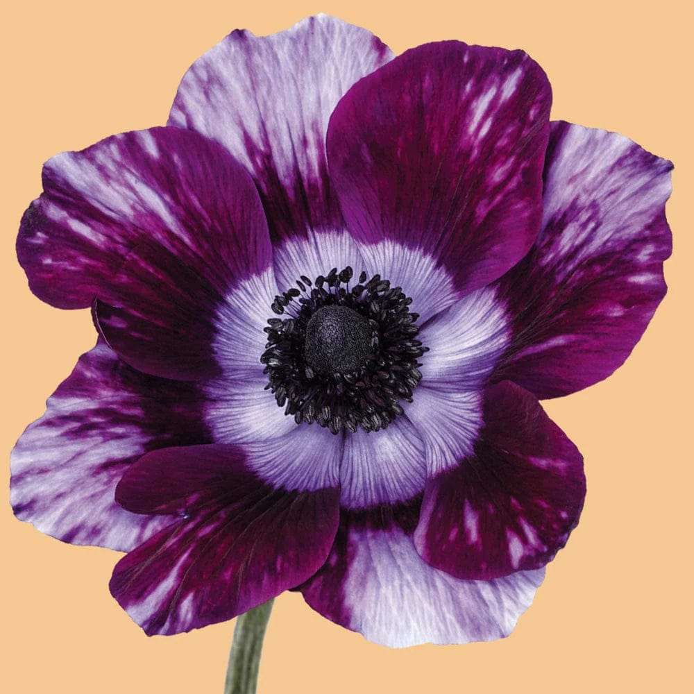 Anemone 'Tigre Wine'